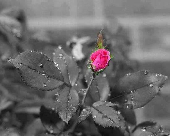 Rosa su sfondo bianco e nero