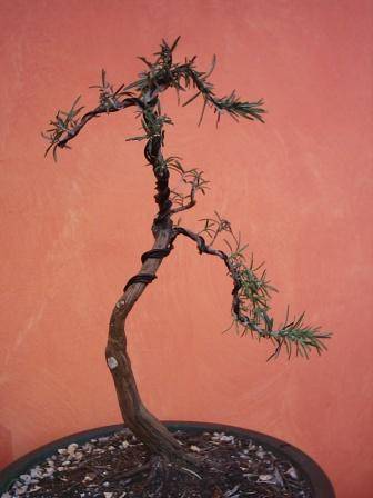 Bonsai in Alluminio 1300 Metri di Filo