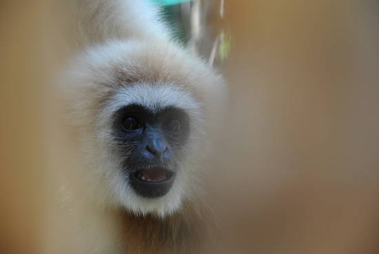 Gibbone tra i bambù