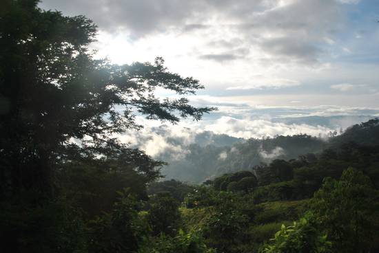 Foresta del Chiapas