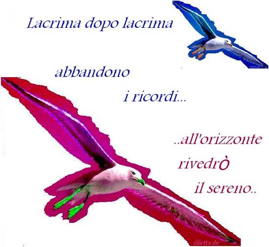 gabbiani LIBERI nel cielo