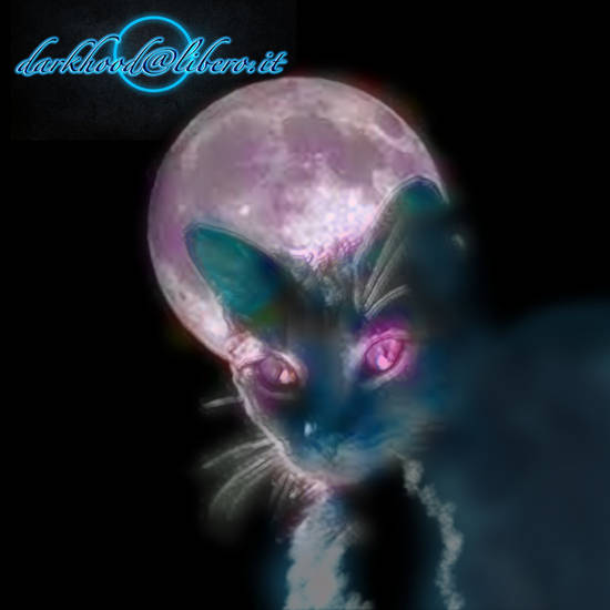 moon cat 008