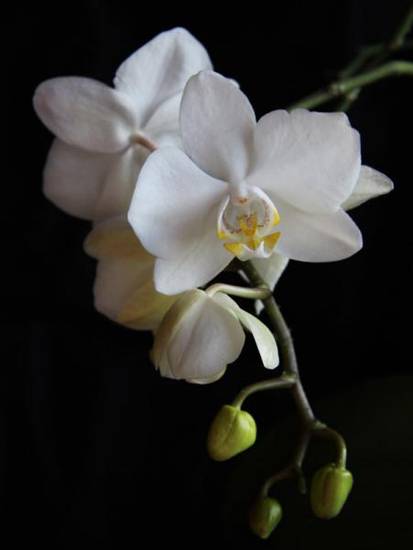 orchidea%20bianca%20lr