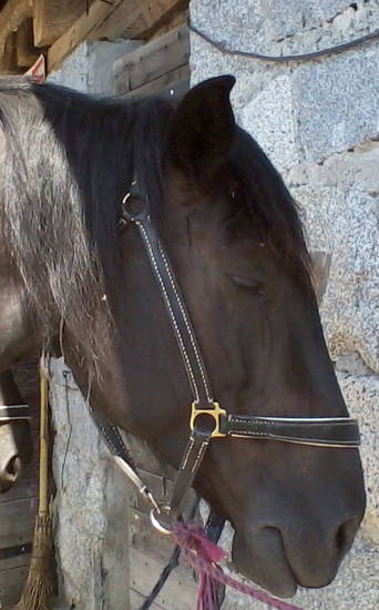 cavallo