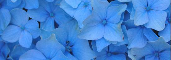 i fiori blu