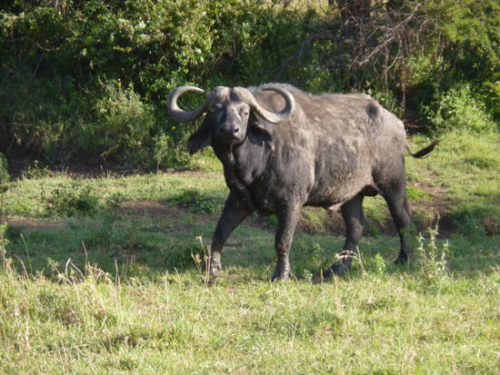 Piana di Serengeti, novembre 2010