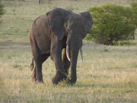 Piana di Serengeti, novembre 2010