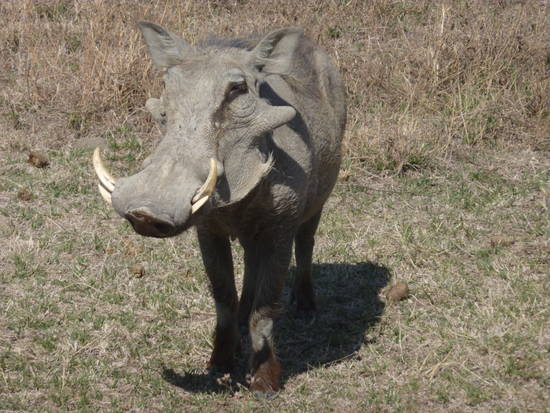 Piana di Serengeti, novembre 2010