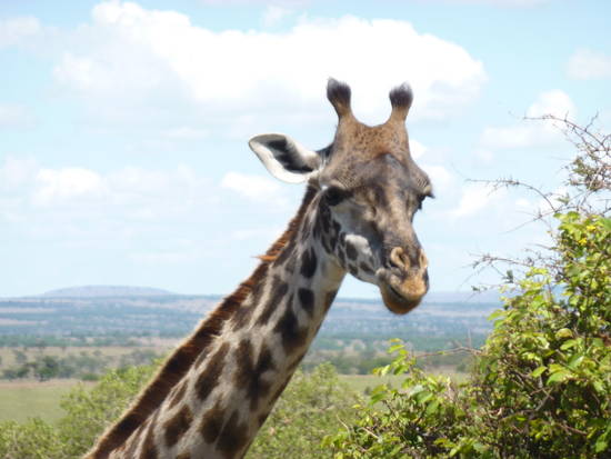 Piana di Serengeti, novembre 2010