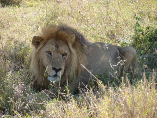 Piana di Serengeti, novembre 2010