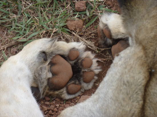 Una leonessa fotografata da Beppe al Cratere del Ngorongoro nel novembre 2010