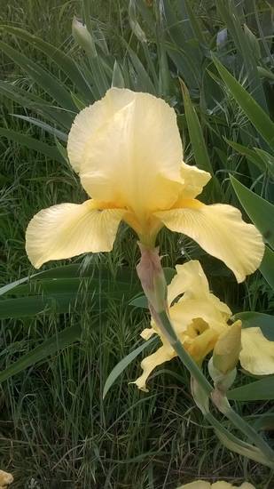 iris giallo