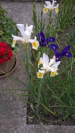 meravigliosi iris