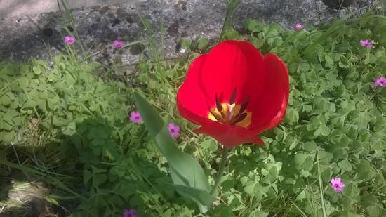 tulipano e trifoglio