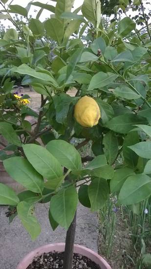 l'albero del limone