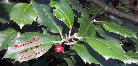 Auguri 2011 NaturalistAmico