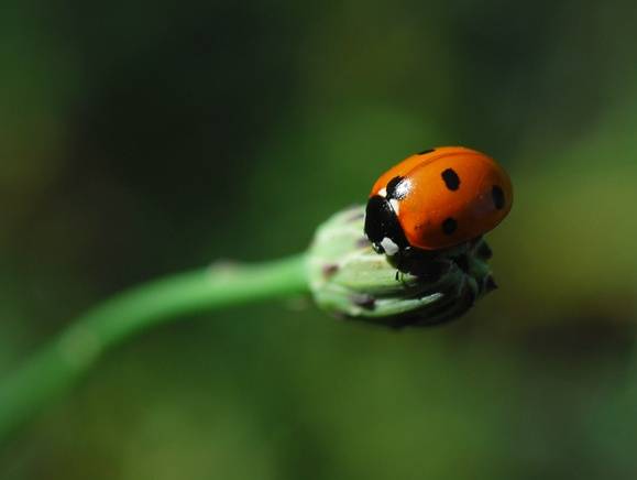 coccinellerouge803mn2