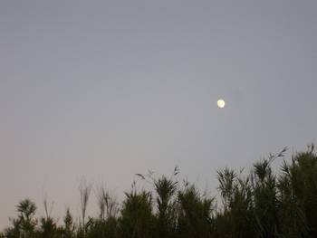 luna e piante sulla spiaggia