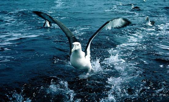 Albatross