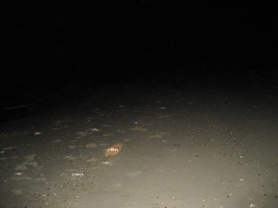 GhostCrabs