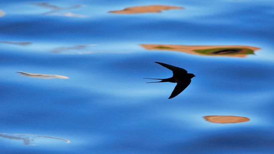 Silhouette of barn swallow in Berwickshire, (© Laurie Campbell)