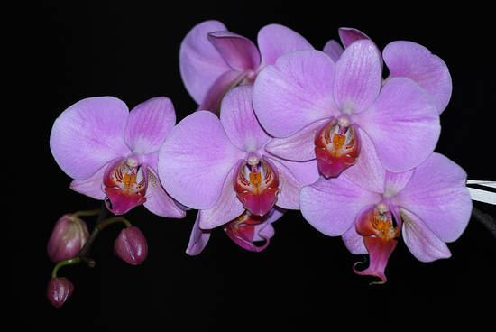 Curare l orchidea