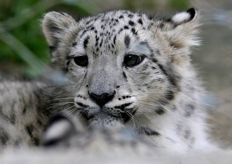 Leopardo Delle Nevi