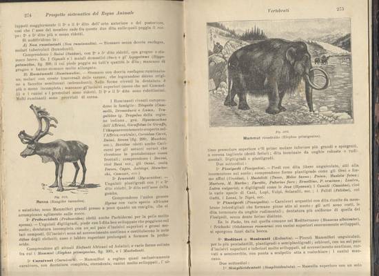 anatomia fisiologia e classificazione degli animali