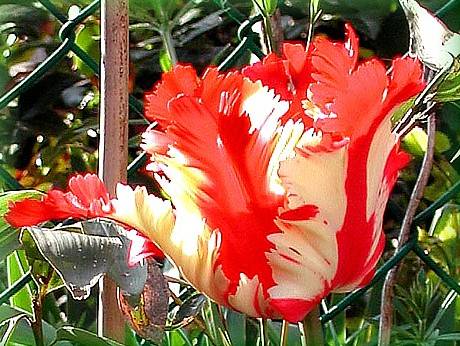 Tulipano rosso.bianco