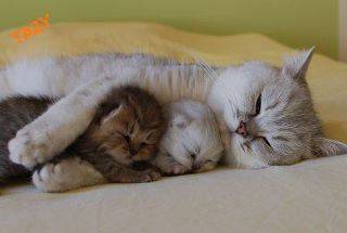 mammy e cuccioli