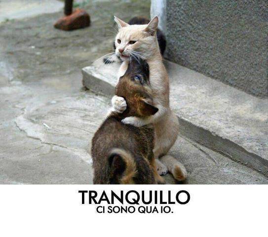 tranquillo