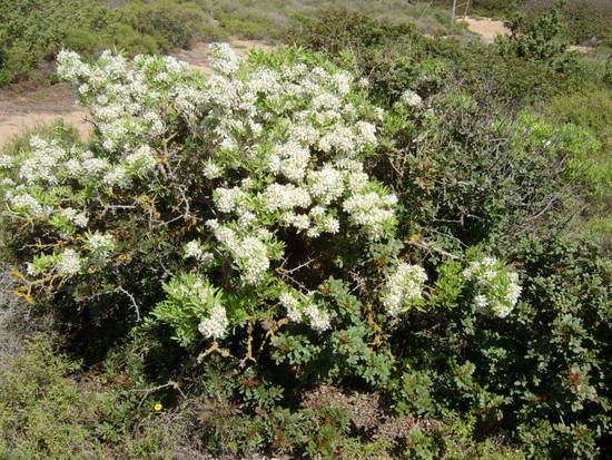 flora dunale
