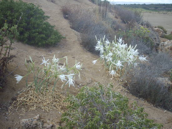 flora dunale