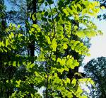 foglie di robinia