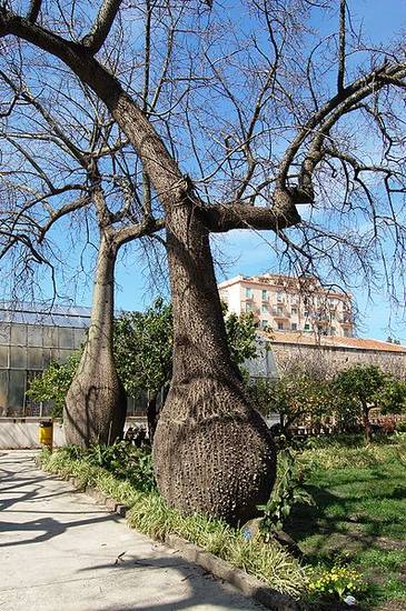 Ceiba speciosa Che piante strane