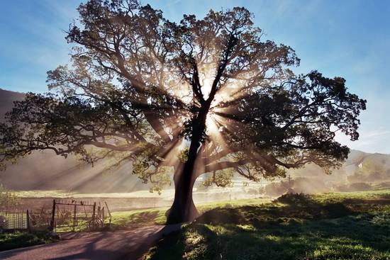 quercia