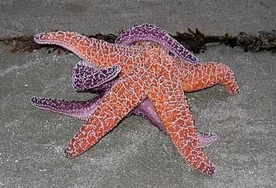 star-fish-making-love
