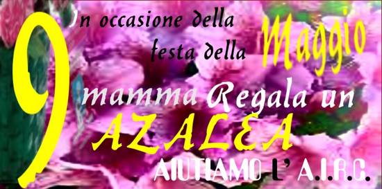 azalea festa della mamma