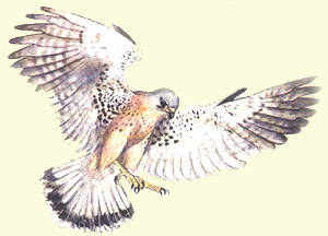 Waly  e il falco dalla coda ro