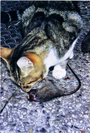 gatto e ratto