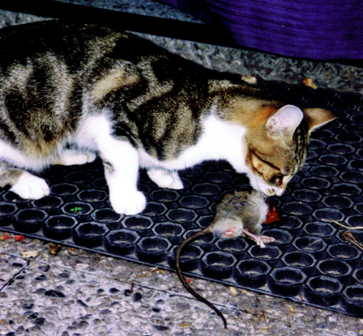 gatto e ratto