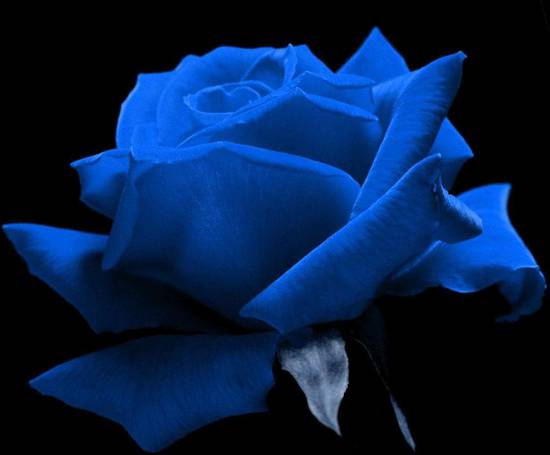 blue-rose-gloom-lonely