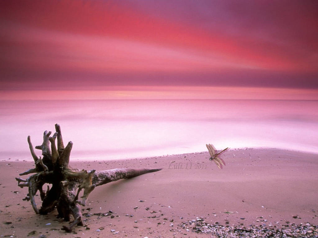 spiaggia rosa