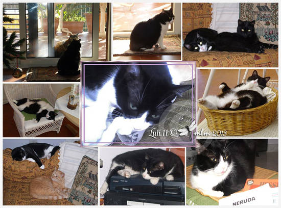 Storia esoterica dei gatti - Gigia Luli.11 ©  grafica mlm 2013