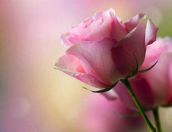 216087__pink-roses_p