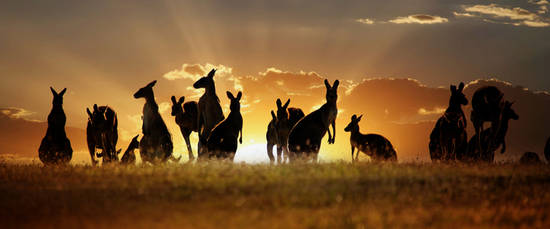 Australia-Kangaroos