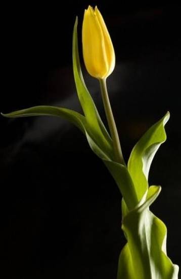 Tulipano Giallo