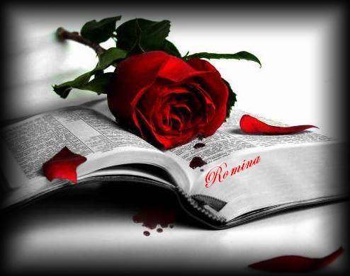 rosa rossa rosa rossa
