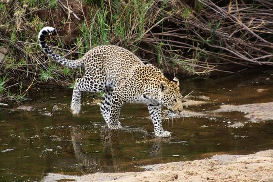 giovane leopardo maschio