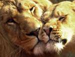 leoni innamorati